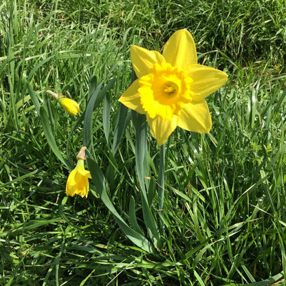 Daffodil 'Gigantic Star' - 5 bulbs