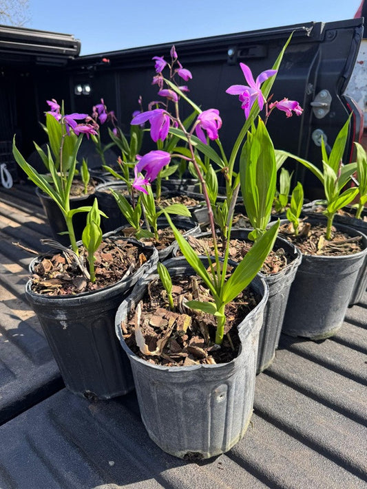 Ground Orchid - 1 gal pot