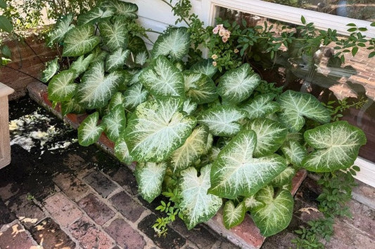 Caladium 'Aaron' - 5 tubers