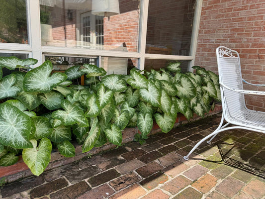 Caladium 'Aaron' - 5 tubers