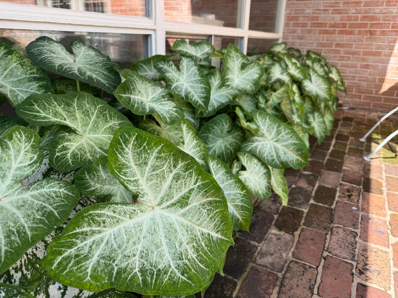 Caladium 'Aaron' - 5 tubers