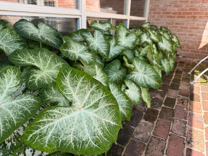 Caladium 'Aaron' - 5 tubers