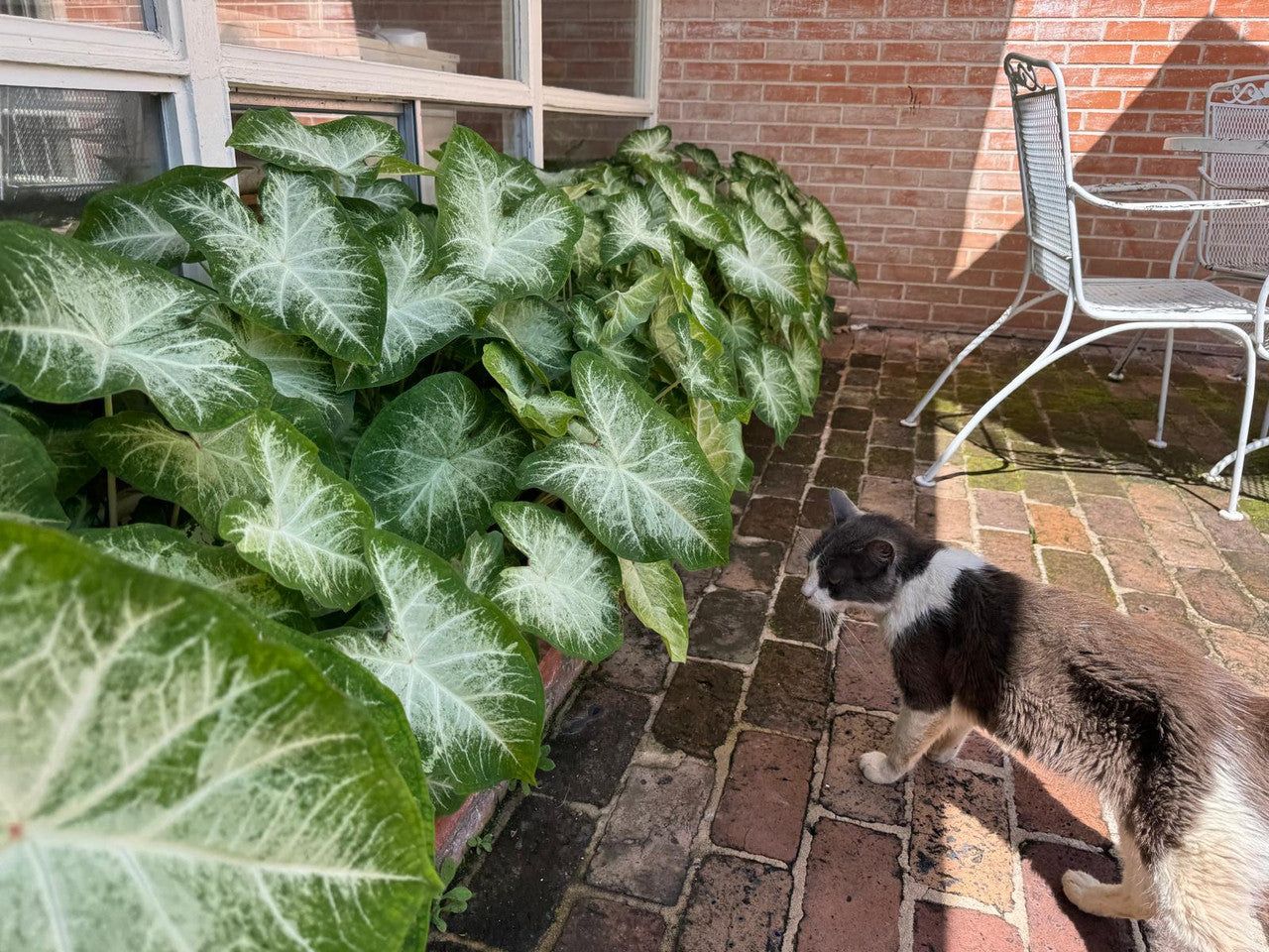 Caladium 'Aaron' - 5 tubers