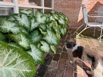 Caladium 'Aaron' - 5 tubers
