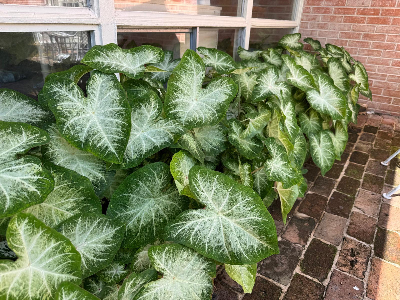Caladium 'Aaron' - 5 tubers