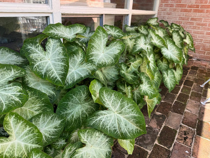 Caladium 'Aaron' - 5 tubers