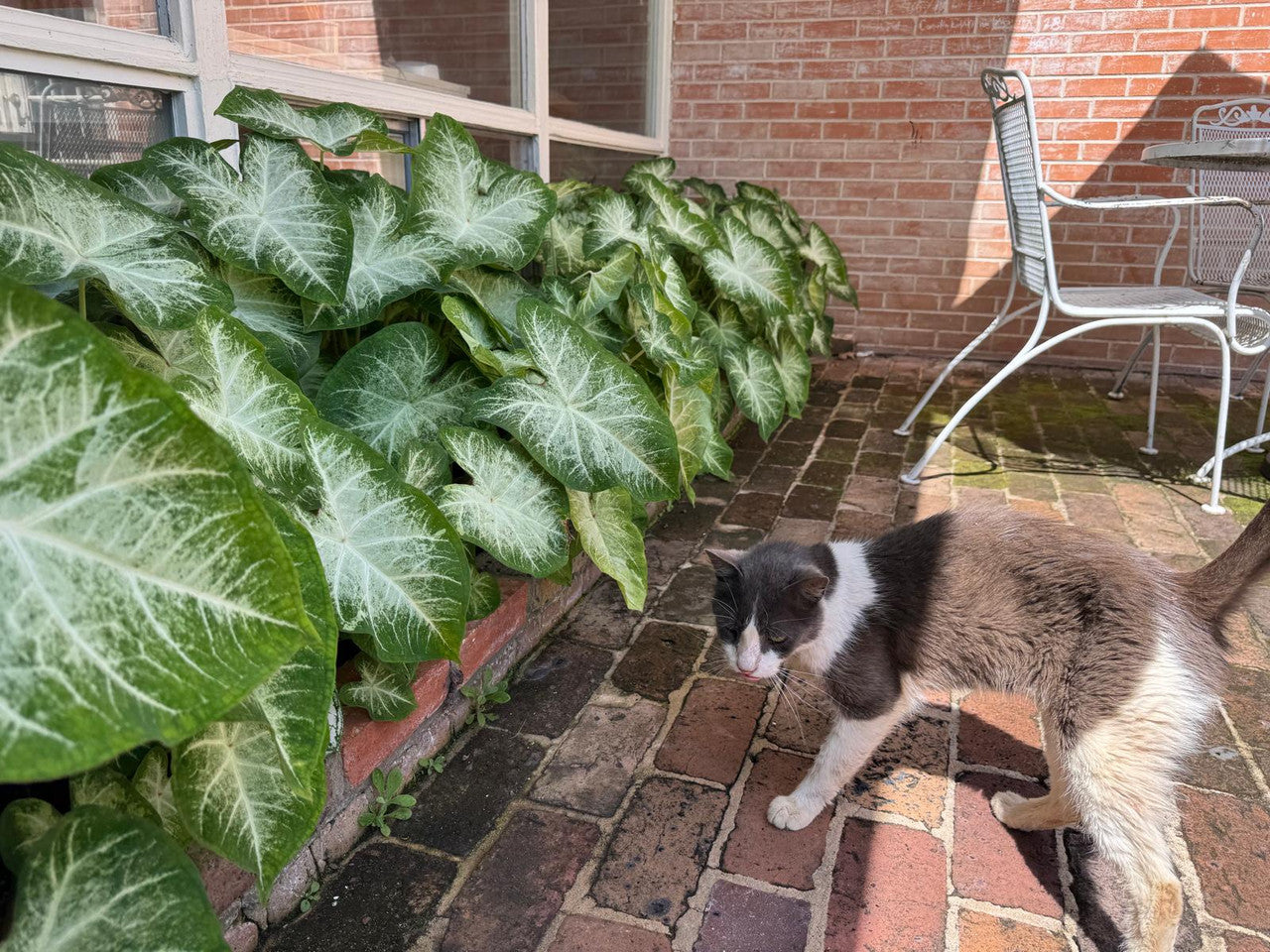 Caladium 'Aaron' - 5 tubers