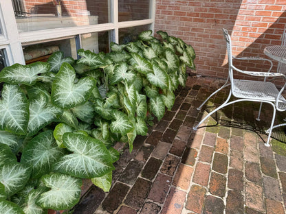 Caladium 'Aaron' - 5 tubers