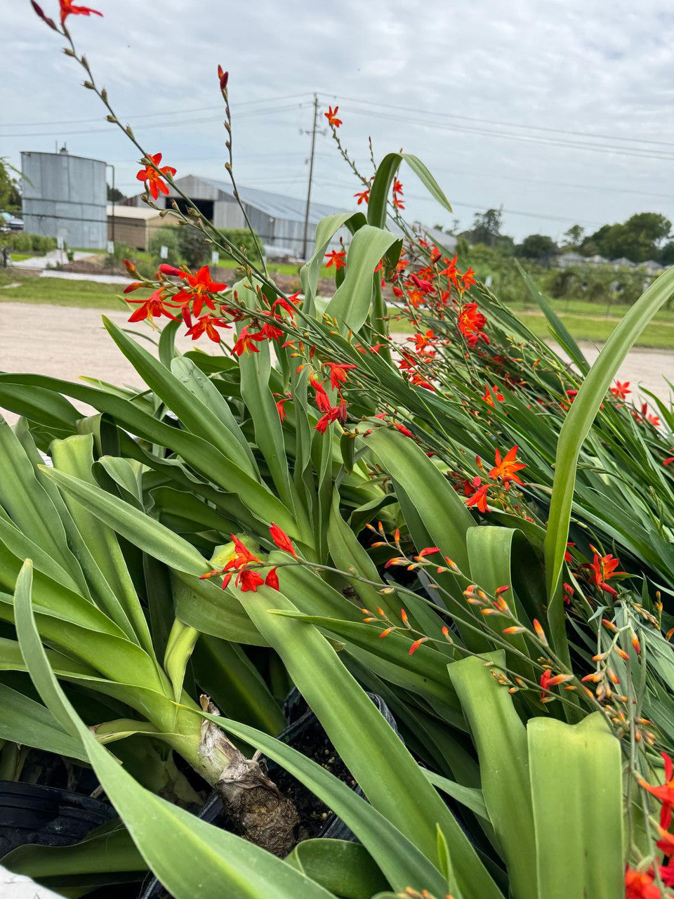 can you plant crocosmia in pots Crocosmia 'Emily McKensie' - 1
