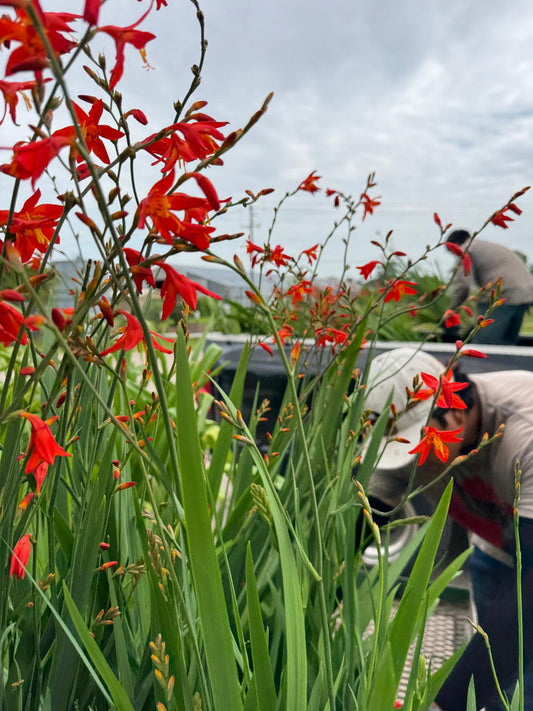 Crocosmia 'Emily McKensie' - 1 - 1 gallon pot