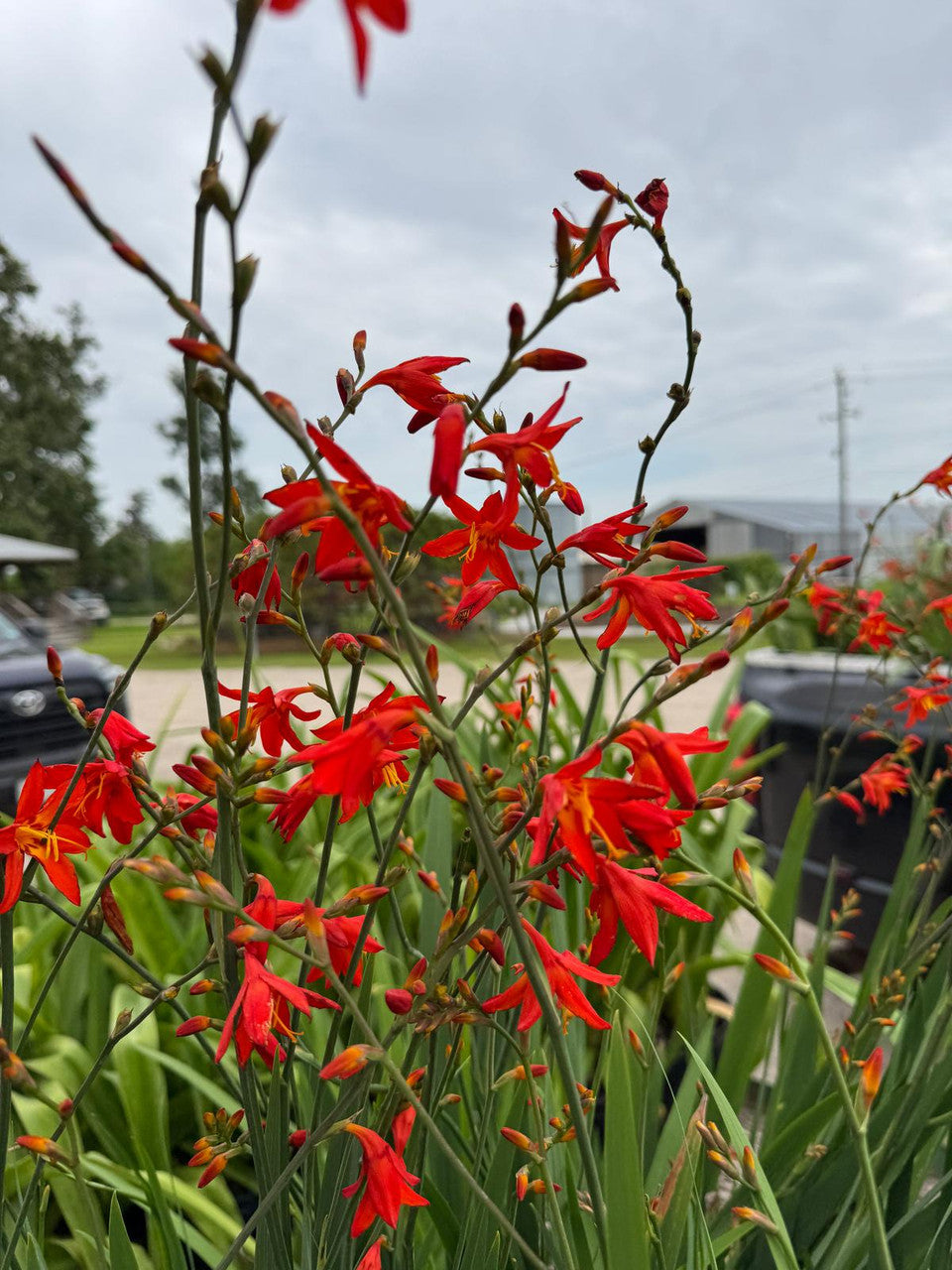 Crocosmia 'Emily McKensie' - 1 - 1 gallon pot