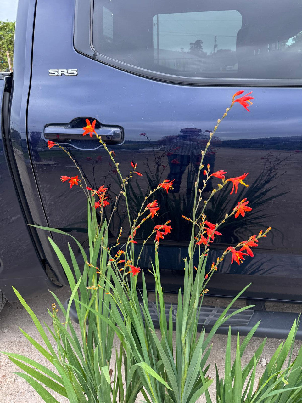 Crocosmia 'Emily McKensie' - 1 - 1 gallon pot