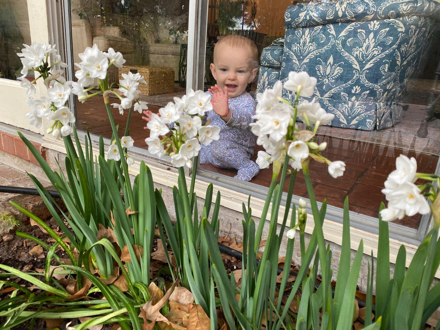 Landscaping Paperwhites Narcissus 'Ziva' -  5 bulbs