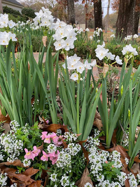 Landscaping Paperwhites Narcissus 'Ziva' -  5 bulbs