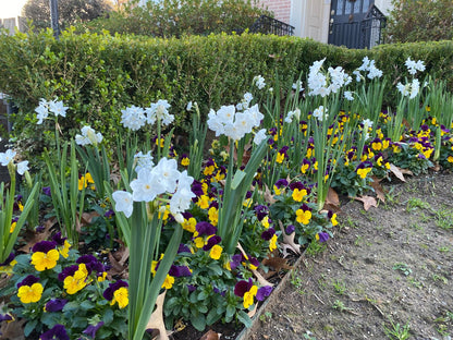 Landscaping Paperwhites Narcissus 'Ziva' -  5 bulbs
