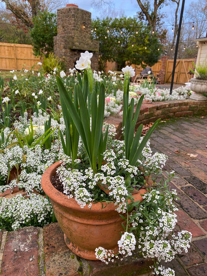 Landscaping Paperwhites Narcissus 'Ziva' -  5 bulbs