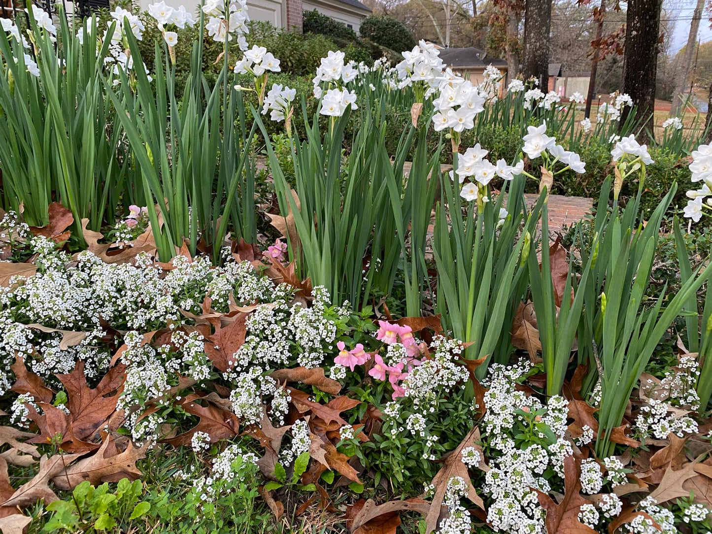 Landscaping Paperwhites Narcissus 'Ziva' -  5 bulbs