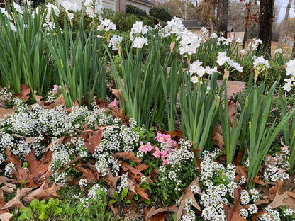Landscaping Paperwhites Narcissus 'Ziva' -  5 bulbs