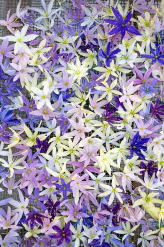 Camassia leichtlinii - 3 bulbs