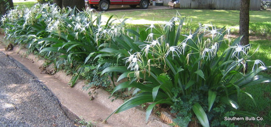 Hymenocallis 'Tropical Giant' (Small/Starter) - 1 bulb