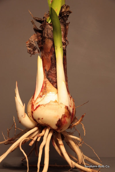 Hymenocallis 'Tropical Giant' (Regular) - 1 bulb