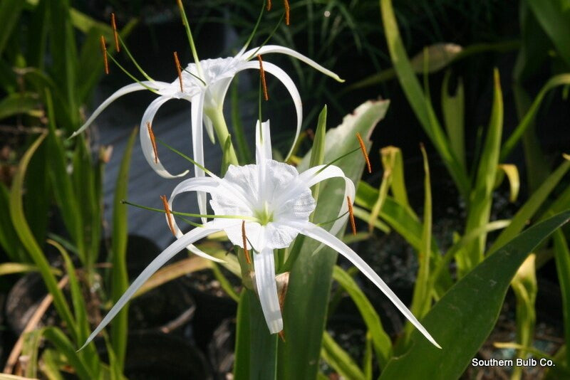 Hymenocallis maximiliani - 1 bulb