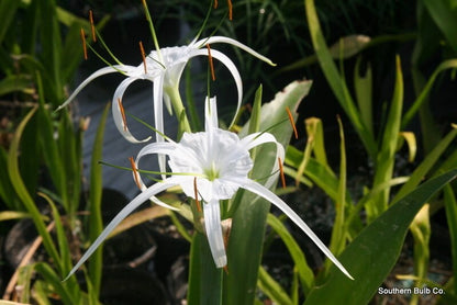 Hymenocallis maximiliani - 1 bulb