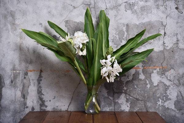 Butterfly Ginger Lily - 3 rhizomes