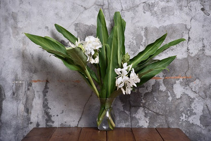 Butterfly Ginger Lily - 3 rhizomes