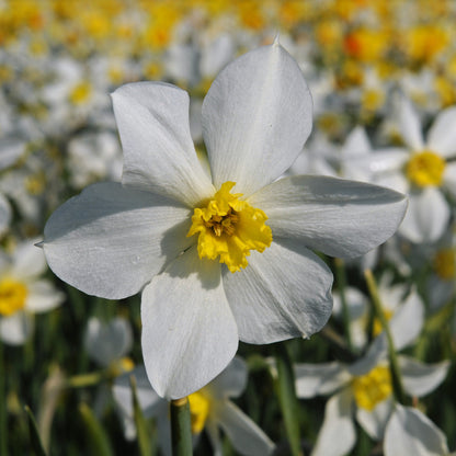 Daffodil 'White Lady' - 5 bulbs