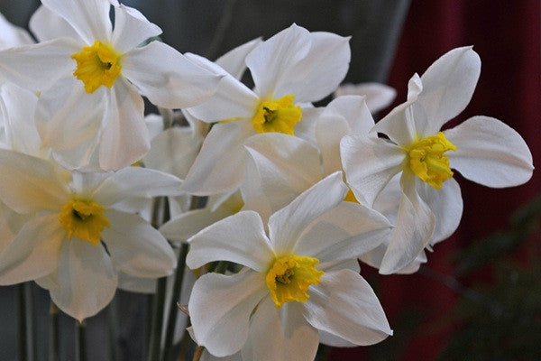 Daffodil 'White Lady' - 5 bulbs