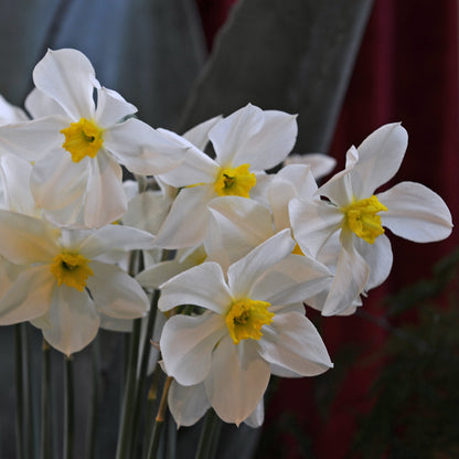 Daffodil 'White Lady' - 5 bulbs