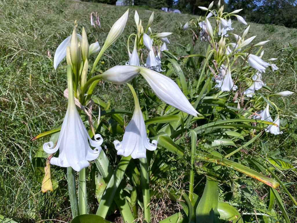 Crinum x 'Burbank's White Queen' - 1 bulb