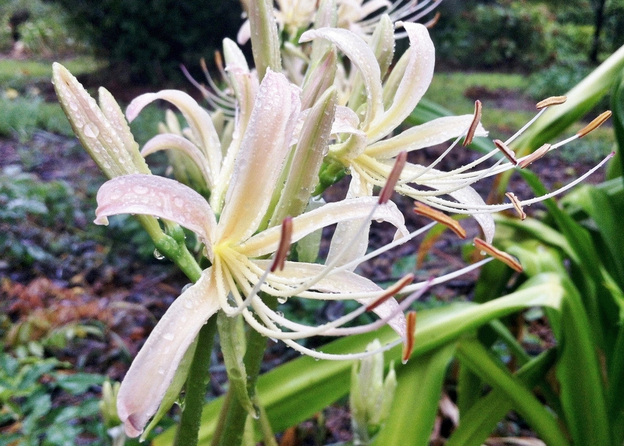 white spider lily flower meaning White Spider Lily (Lycoris albiflora)
