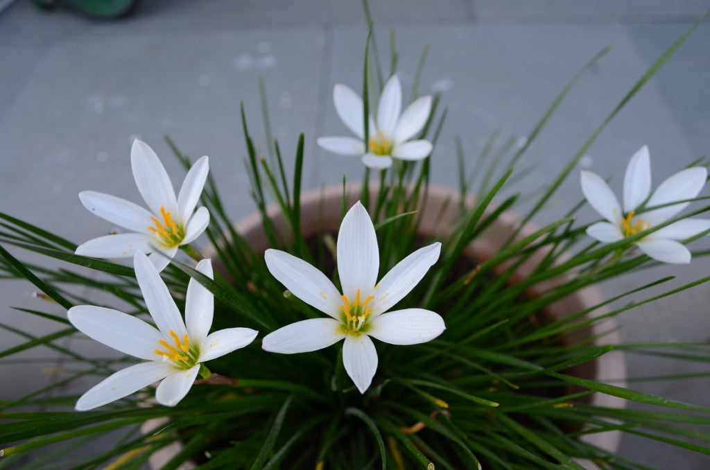 white lily rs Zephyranthes candida - White Rain Lily
