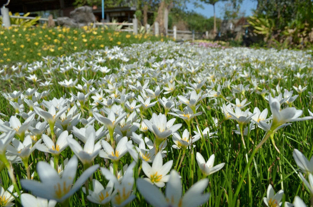 picture of rain lily flower Zephyranthes candida 'White Rain Lily'