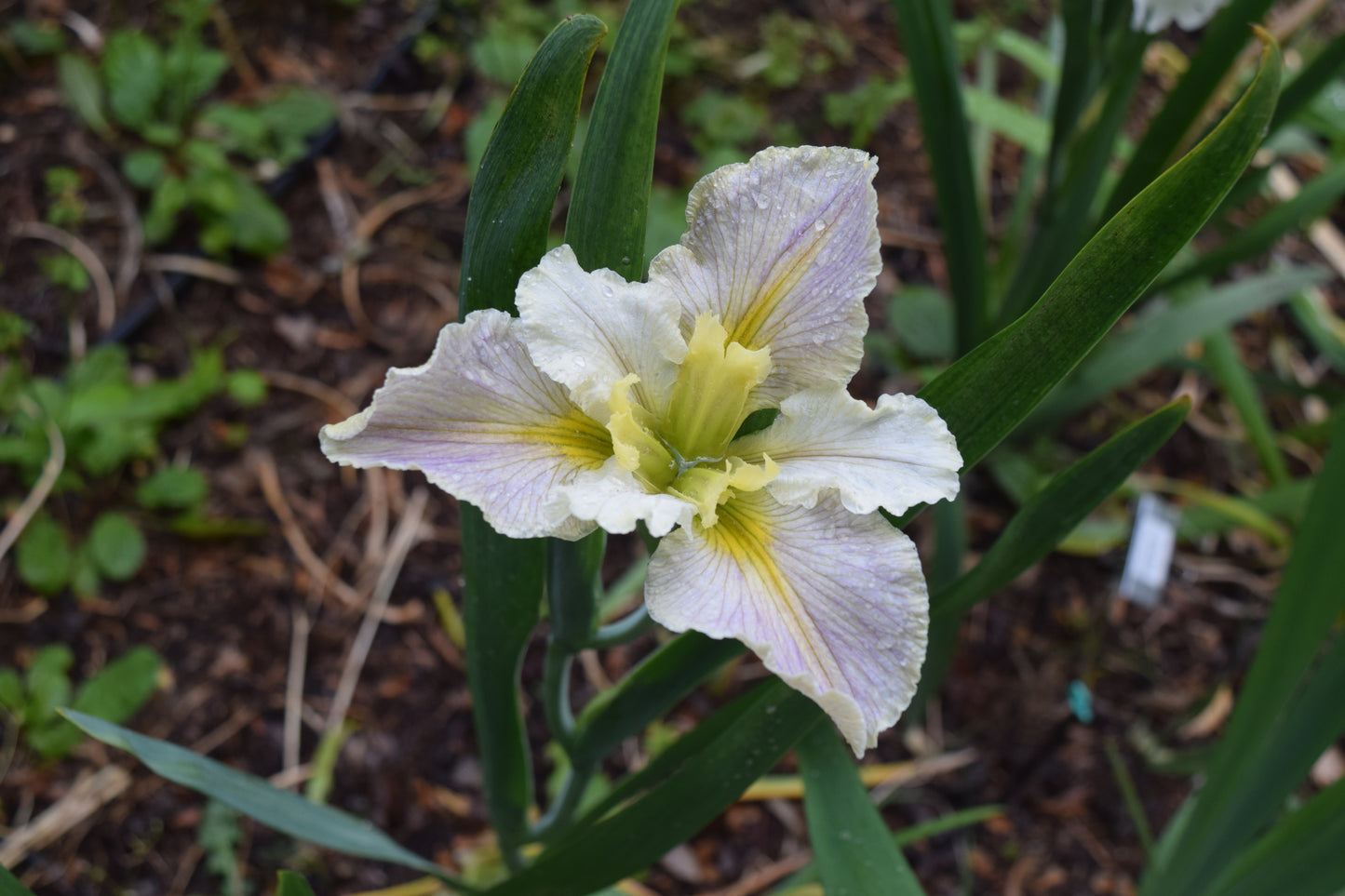 Louisiana Iris - 1 rhizome