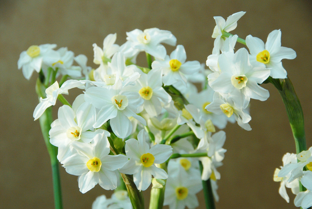 Daffodil 'Wintersun' - 4 bulbs