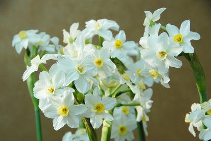 Daffodil 'Wintersun' - 4 bulbs