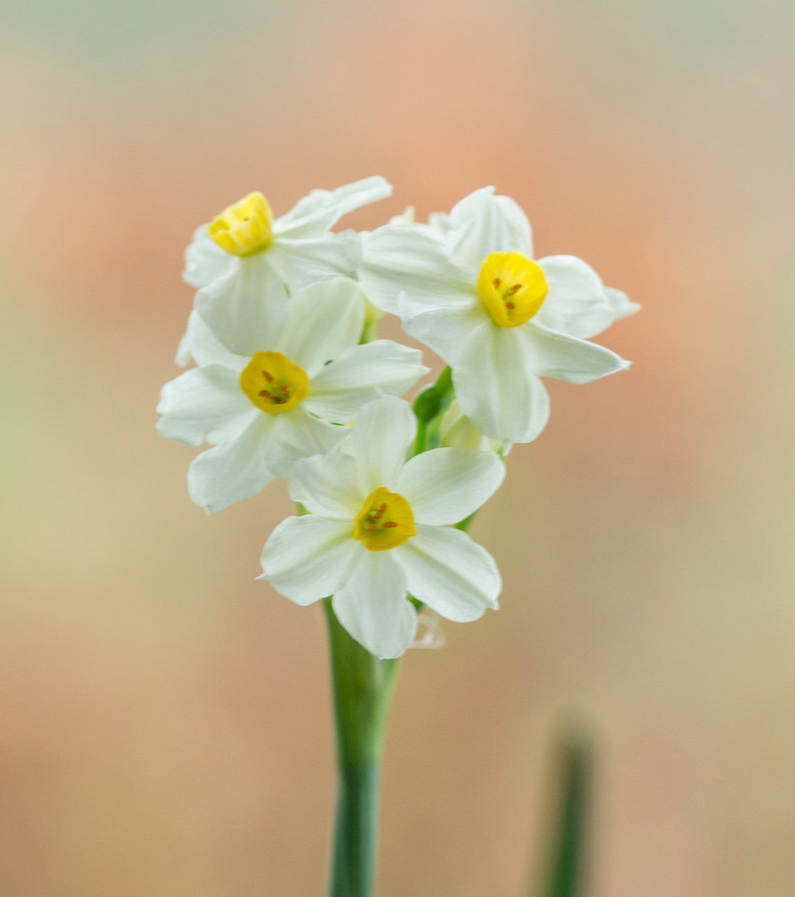 Daffodil 'Wintersun' - 4 bulbs