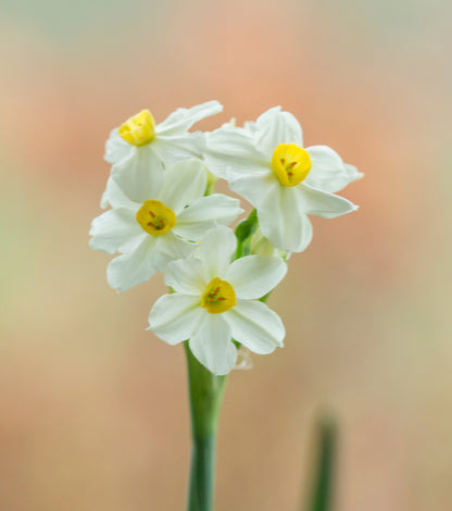 Daffodil 'Wintersun' - 4 bulbs