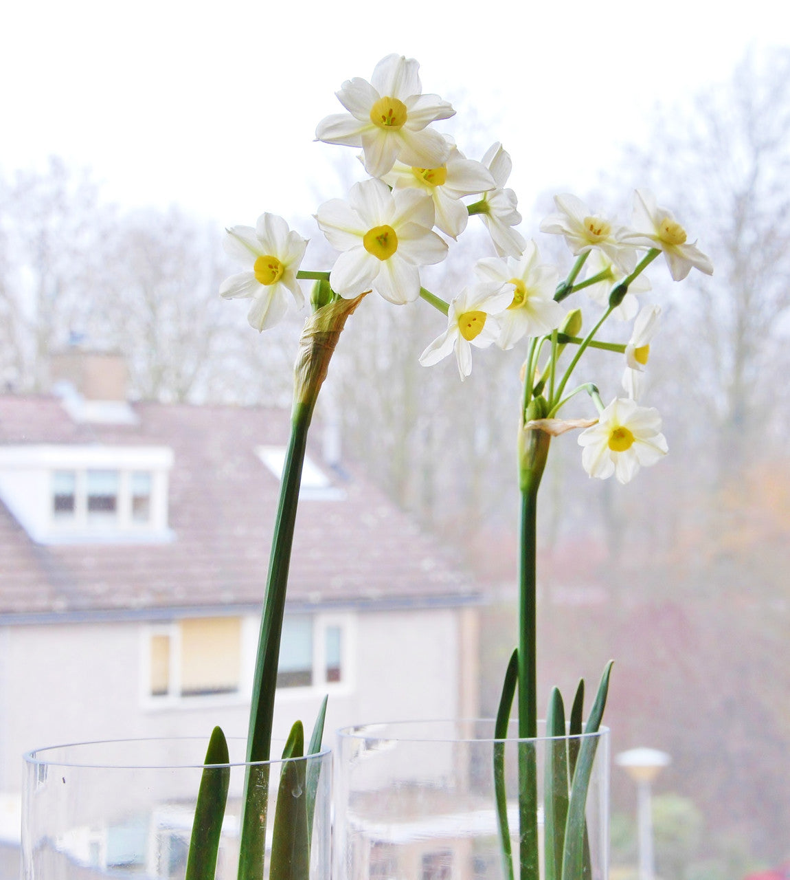 Daffodil 'Wintersun' - 4 bulbs