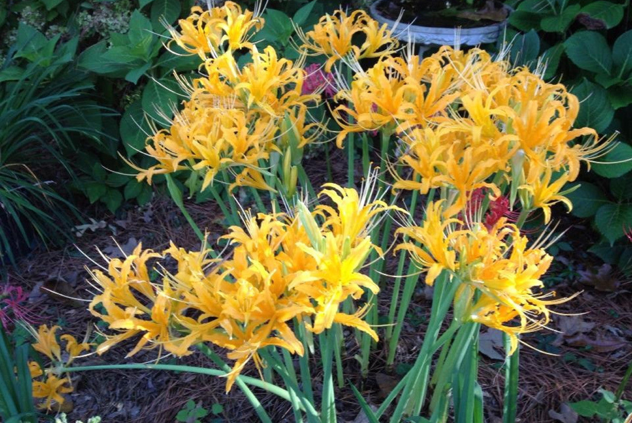 Yellow Spider Lily (Lycoris aurea) - 5 bulbs