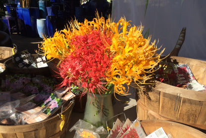 Yellow Spider Lily (Lycoris aurea) - 5 bulbs