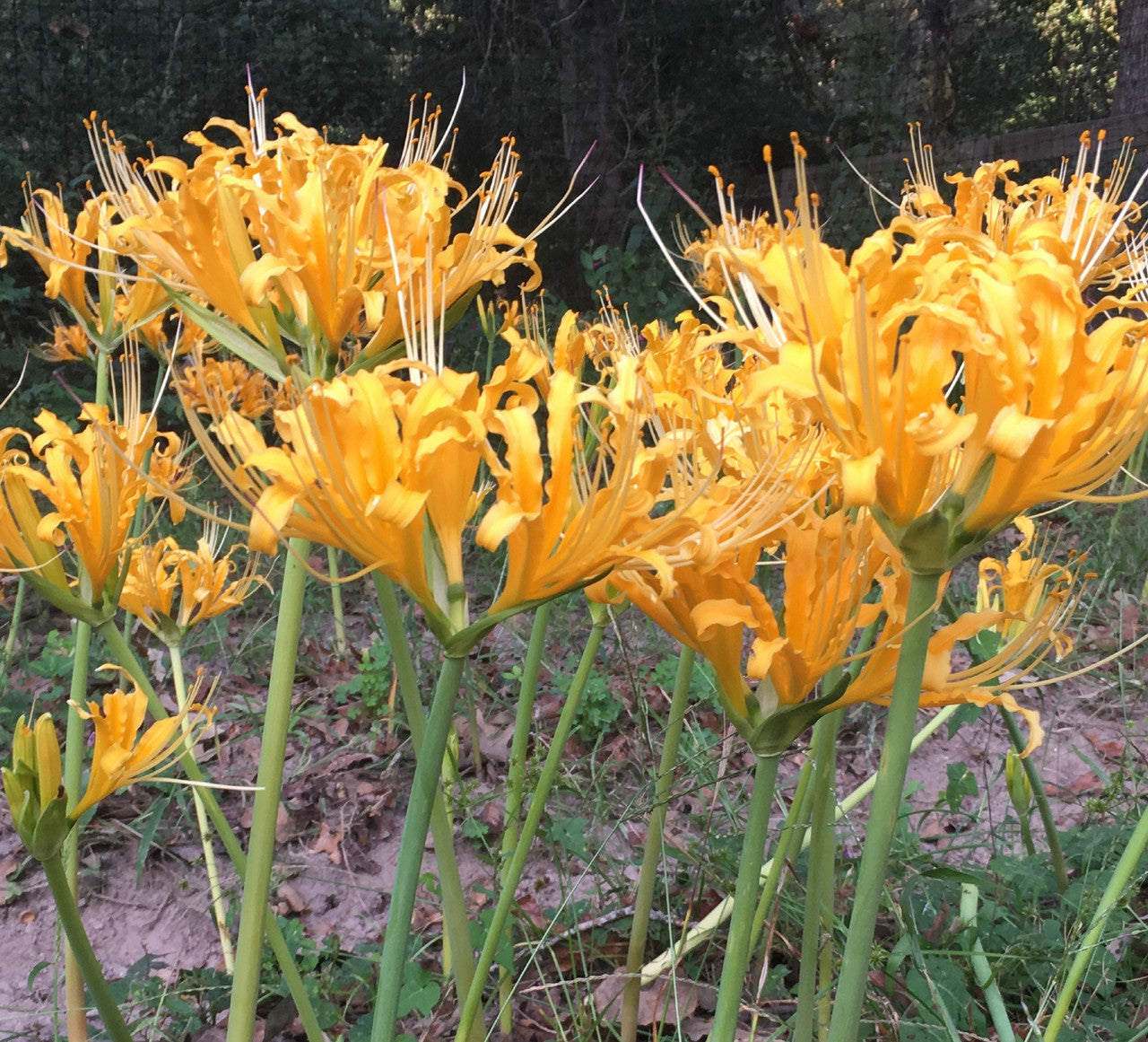 Yellow Spider Lily (Lycoris aurea) - 5 bulbs