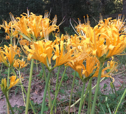 Yellow Spider Lily (Lycoris aurea) - 5 bulbs