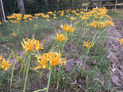 Yellow Spider Lily (Lycoris aurea) - 5 bulbs