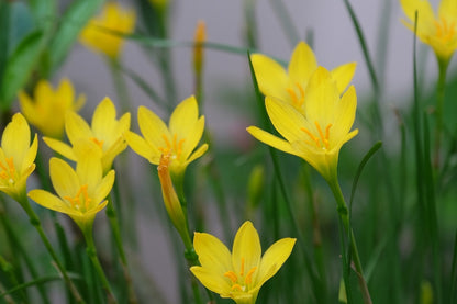 Zephyranthes citrina 'Yellow Rain Lily' - 10 bulbs