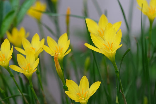 Zephyranthes citrina 'Yellow Rain Lily' - 10 bulbs