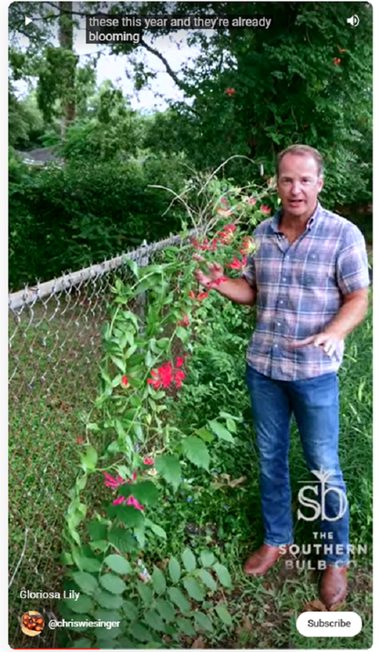 Gloriosa rothschildiana (Super Fire Lily) - 5 tubers